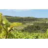 LARMINA - Pet'Nat Rosé VDF 2022