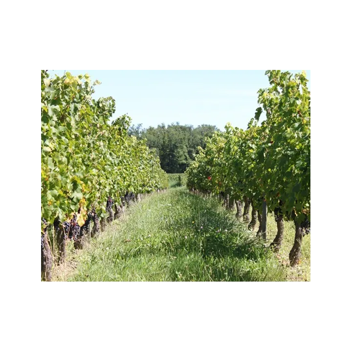 Château Cru Godard (Bio) 2020