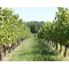 Château Cru Godard (Bio) 2020