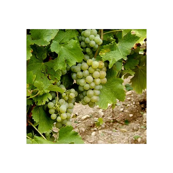 Redde & Fils - Pouilly - Le Petit F... 2023