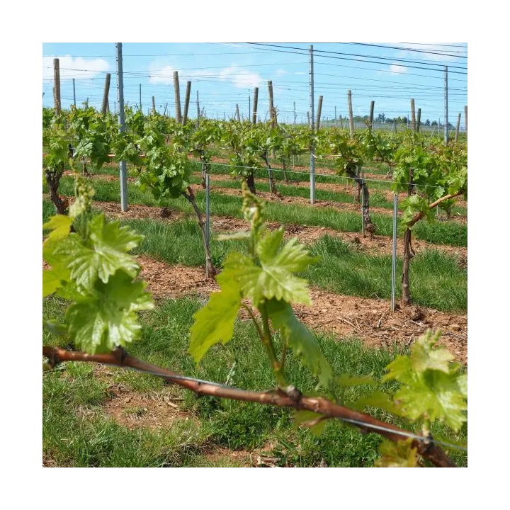 Mont-Verrier - Bourgogne Blanc "Sainte Marthe" 2022