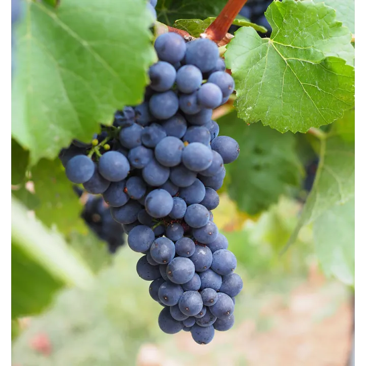Mont-Verrier - Fleurie "La Tonne" 2022