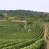 Chablis Vieilles Vignes 2022