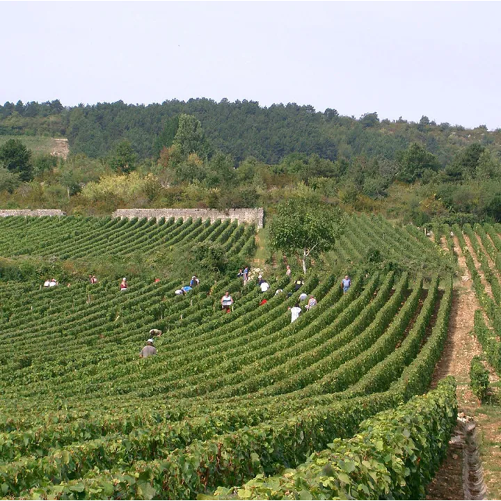Chassagne Montrachet Vieilles Vignes Blanc 2022