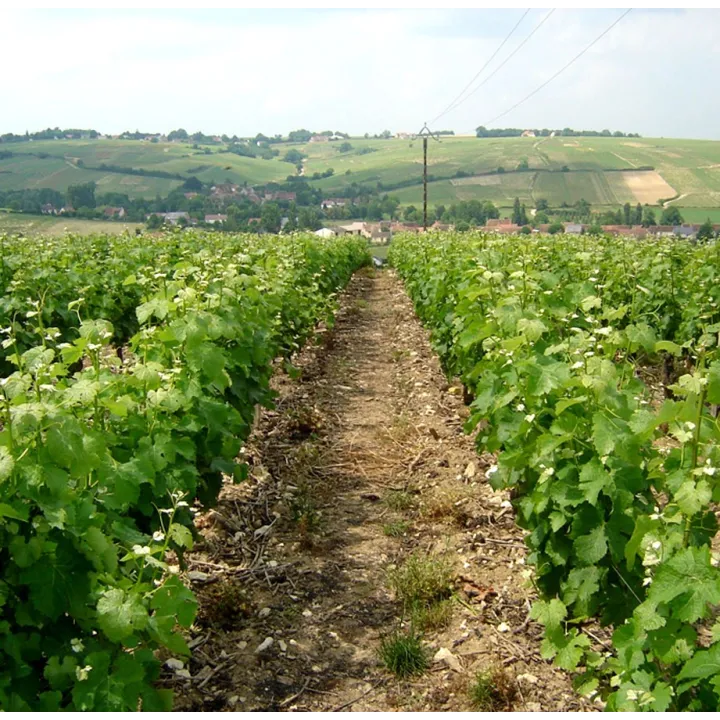 Sancerre Blanc - Cuvée Prestige Lucien 2021