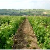 Sancerre Blanc - Cuvée Prestige Lucien 2021