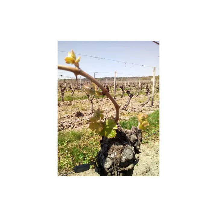 La Vinée St Nicolas de Bourgueil Bio 2022