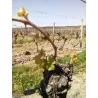 La Vinée St Nicolas de Bourgueil Bio 2022