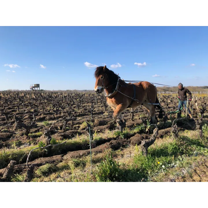 Famille Lieubeau Bel Abord Muscadet Sèvre et Maine sur Lie Bio 2022