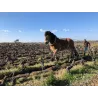 Famille Lieubeau Bel Abord Muscadet Sèvre et Maine sur Lie Bio 2022