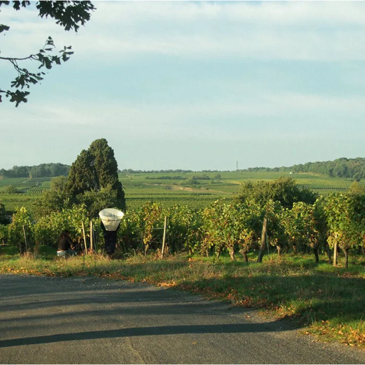 Domaine du Valbrun - Bois Pivain - Saumur Champigny Bio 2023