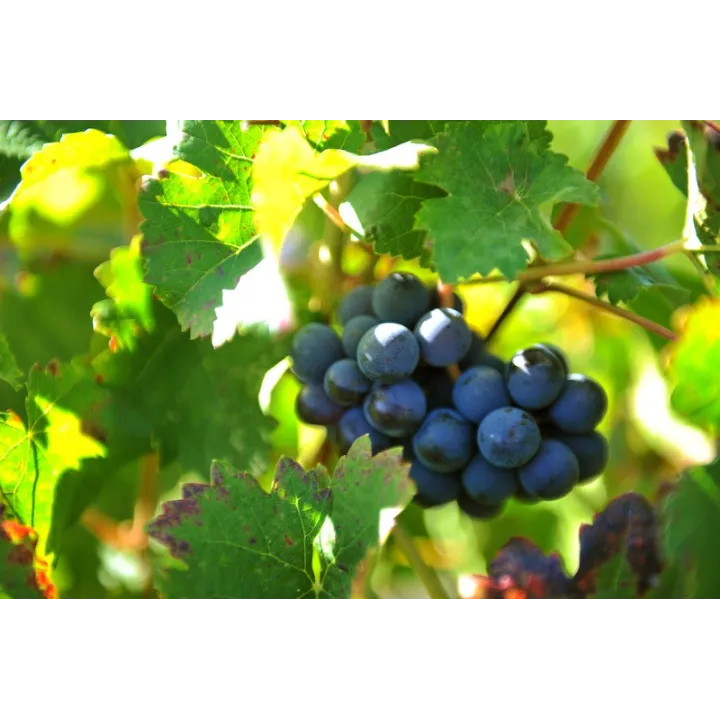 Le Seuil de Mazeyres Pomerol Bio 2019