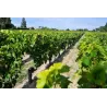 Le Seuil de Mazeyres Pomerol Bio 2020