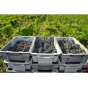 Le Seuil de Mazeyres Pomerol Bio 2020