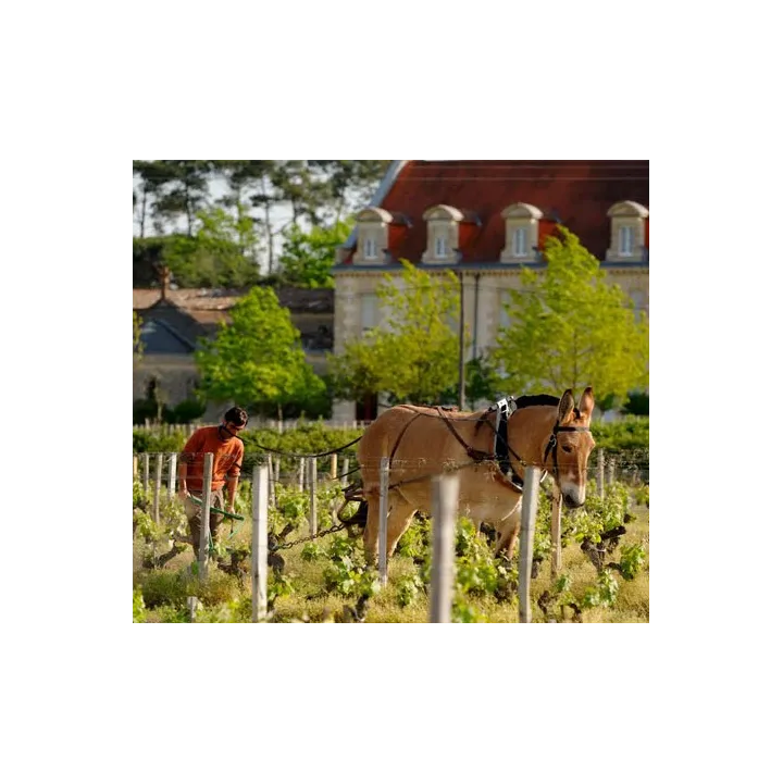Domaine de la Solitude 2018