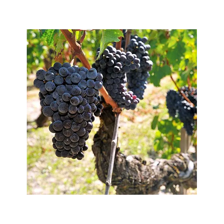 Domaine de la Solitude 2018