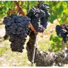 Domaine de la Solitude 2018