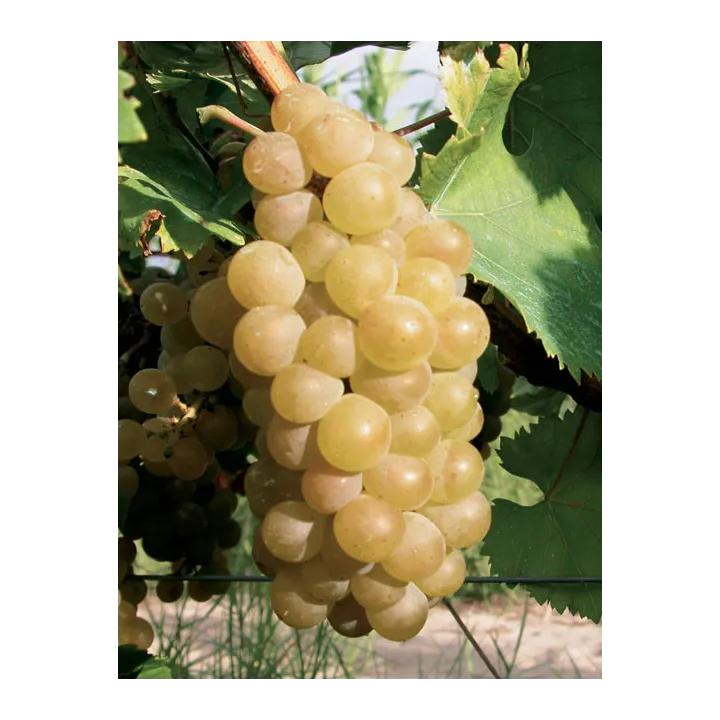 Muscat - L'Amandier Bio 2022