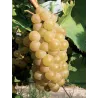 Muscat - L'Amandier Bio 2022