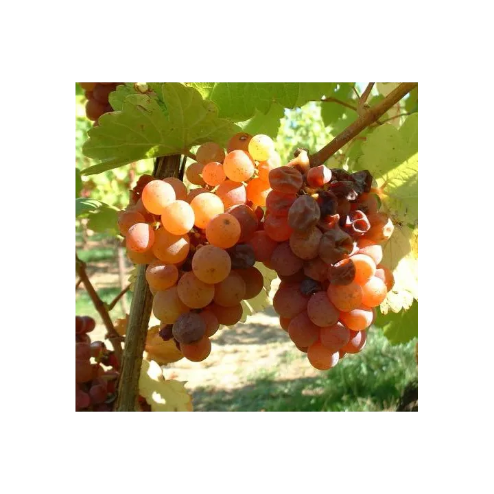 Gewürztraminer - Gd Cru Zinnkoepflé Vendanges Tardives Bio 2018