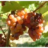 Gewürztraminer - Gd Cru Zinnkoepflé Vendanges Tardives Bio 2018