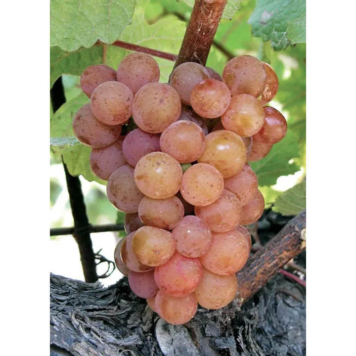 Gewürztraminer - "Les Fous" Bio 2022