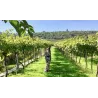 Gran Passione Amarone della Valpolicella DOCG 2019