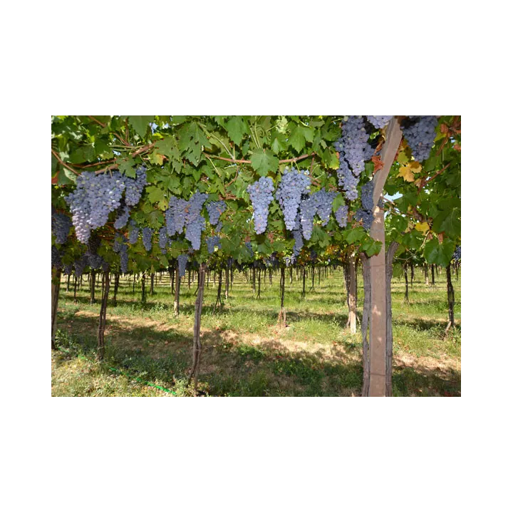 Gran Passione Amarone della Valpolicella DOCG 2019
