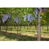 Gran Passione Amarone della Valpolicella DOCG 2019