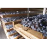 Gran Passione Amarone della Valpolicella DOCG 2019