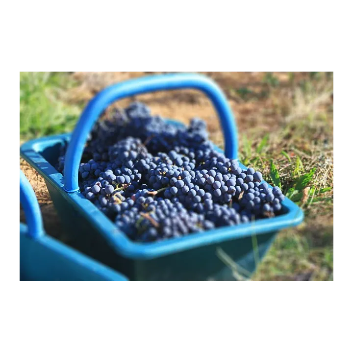 Chinon Rouge "Soif de Tendresse" 2023