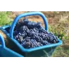 Chinon Rouge "Soif de Tendresse" 2023