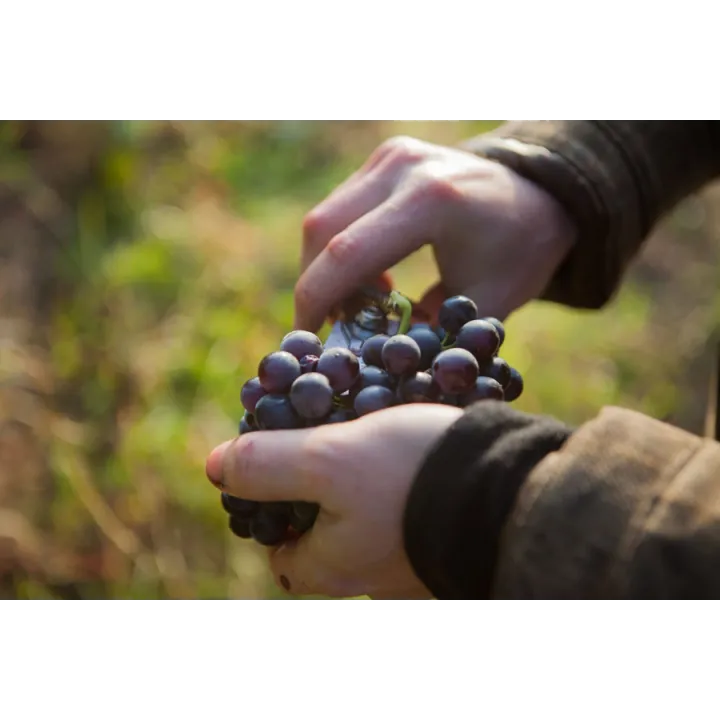 La Belle d'Aunis Côteaux du Loir (Bio) 2022