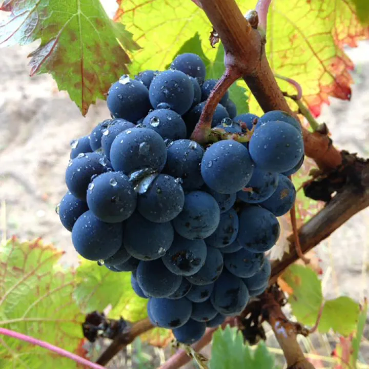 La Fraich' - Chinon Rouge Bio 2023