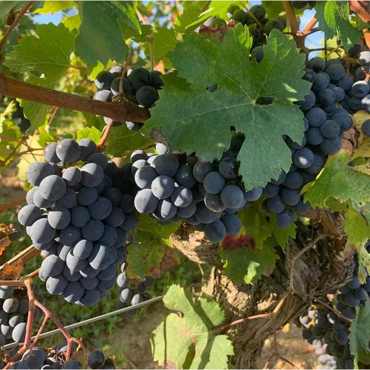 La Fraich' - Chinon Rouge Bio 2023