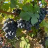 La Fraich' - Chinon Rouge Bio 2023
