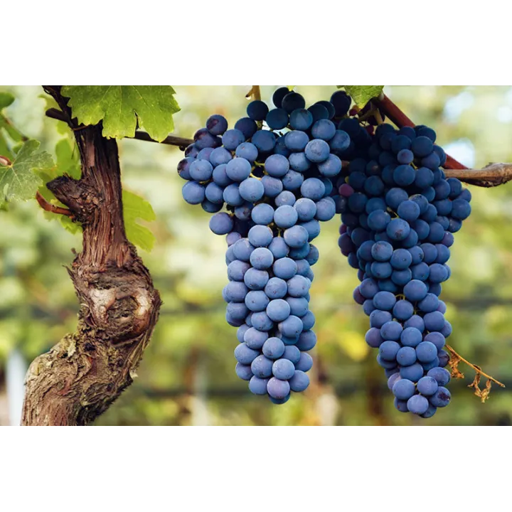 Barbera Appassimento DOC Piemont 2022