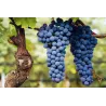 Barbera Appassimento DOC Piemont 2022