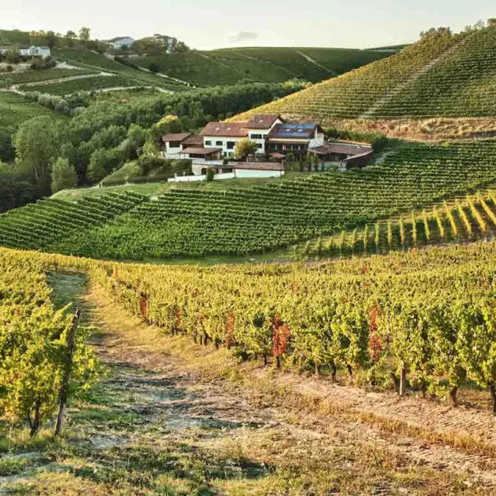 Barbera Appassimento DOC Piemont 2022