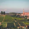 Gavi DOCG Piemonte 2023