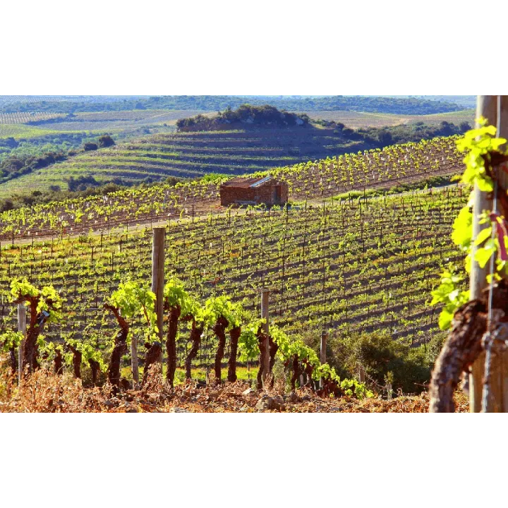 La Gravette - Pic St Loup Combe Sauvage Bio 2023