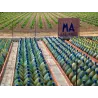 Mas Amiel - Muscat 2023