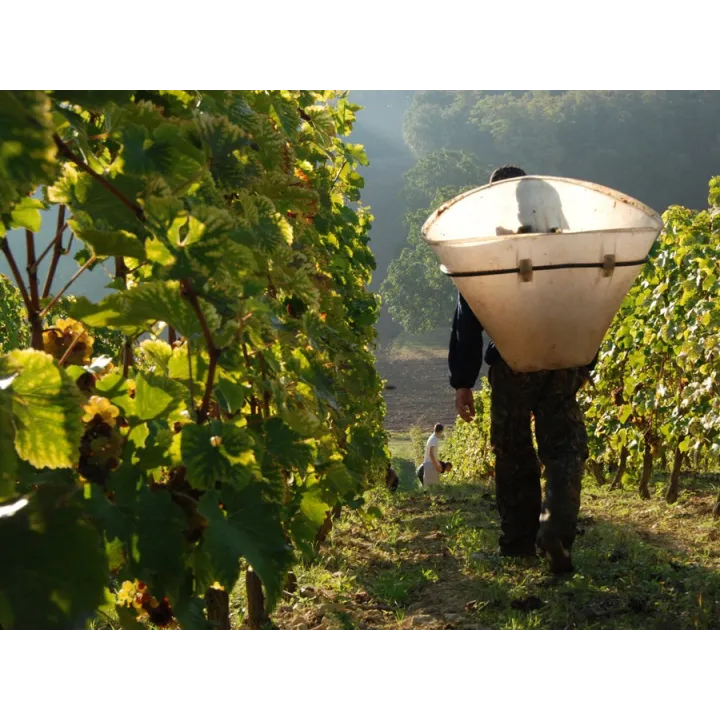 Le Temps des Cerises - Chinon Bio 2023