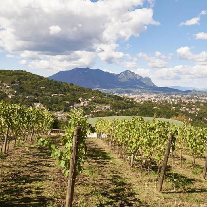 Lapilli Greco di Tufo DOCG Campania 2024
