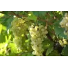 Brilla ! Prosecco Rosé Millesimato Extra Dry DOC 2024
