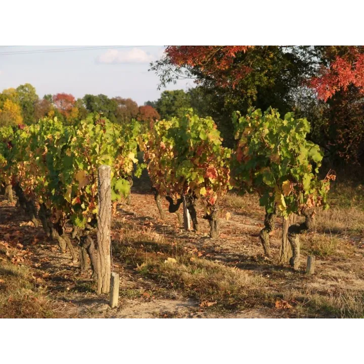 Coteaux du Layon "Clair de Lune" 2024