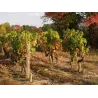 Coteaux du Layon "Clair de Lune" 2024