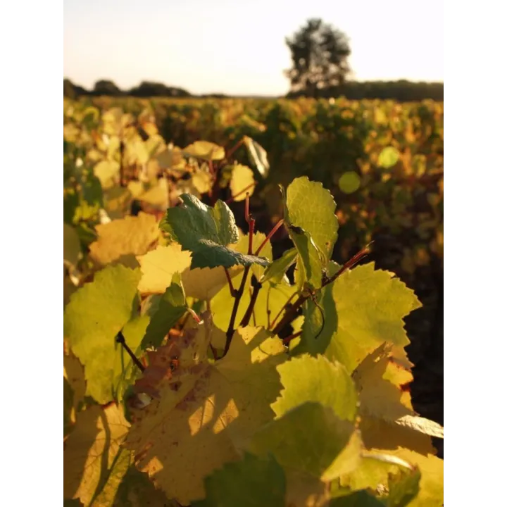 Coteaux du Layon "Clair de Lune" 2024