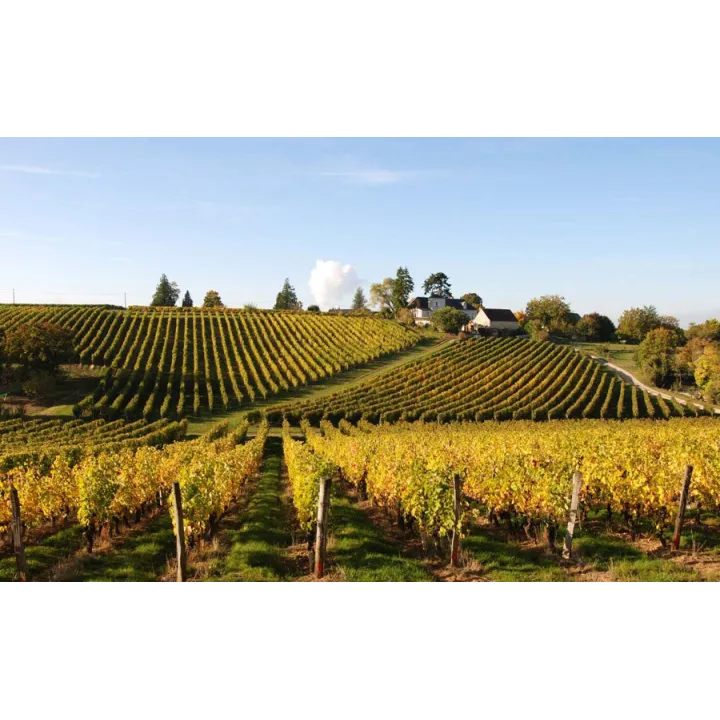 Le Temps des Cerises - Chinon Bio 2024