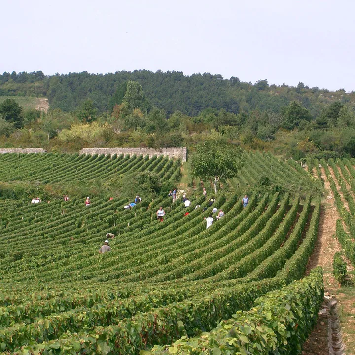 Coteaux Bourguignons Blanc 2023